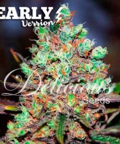 Foto Cotton candy kush early version delicious