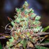 Foto Cotton candy kush 100 % delicious