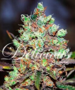 Foto Cotton candy kush 100 % delicious