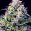 Foto Cream caramel sweet seeds