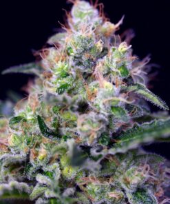 Foto Cream caramel sweet seeds
