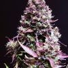 foto cream-caramel-auto