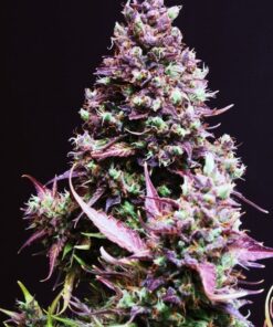 foto cream-caramel-auto