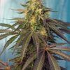 Foto cream caramel cbd