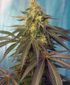 Foto cream caramel cbd