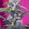 Foto cream mandarine auto