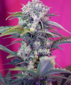 Foto cream mandarine auto