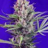 Foto Cream mandarine f1 fast version sweet seeds