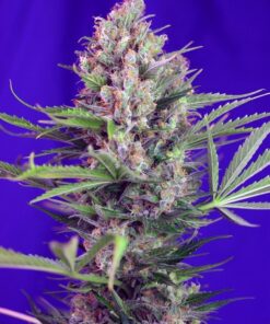 Foto Cream mandarine f1 fast version sweet seeds