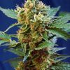 foto cream-mandarine-xl-auto