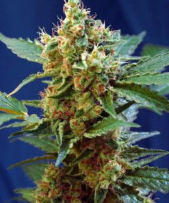 foto cream-mandarine-xl-auto