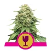 Foto Critical 100% royal queen seeds