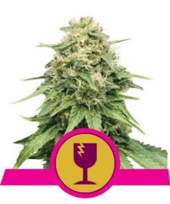 Foto Critical 100% royal queen seeds