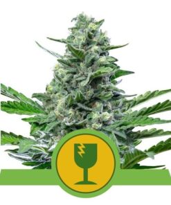 Foto Royal critical automatic royal queen seeds