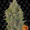 Foto Critical kush auto barney´s farm seeds