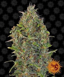 Foto Critical kush auto barney´s farm seeds