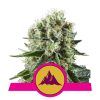 Foto Critical kush 100% royal queen seeds