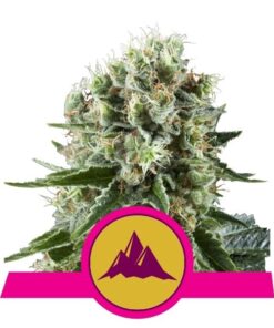 Foto Critical kush 100% royal queen seeds