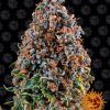 Foto Critical kush 100% barney´s farm seeds