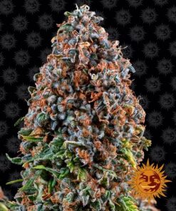 Foto Critical kush 100% barney´s farm seeds