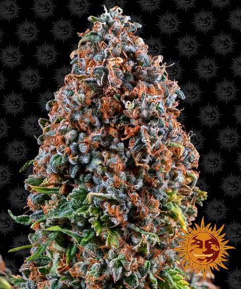 Critical kush 100% barney´s farm seeds Foto Critical kush 100% barney´s farm seeds