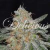 Foto Critical neville haze 2.0 100% delicious
