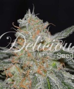 Foto Critical neville haze 2.0 100% delicious