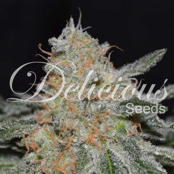 Critical neville haze 2.0 100% delicious Foto Critical neville haze 2.0 100% delicious