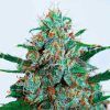 Foto Critical neville haze auto 100% delicious
