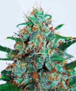 Foto Critical neville haze auto 100% delicious