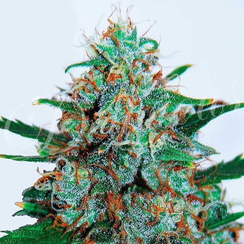 Critical neville haze auto 100% delicious Foto Critical neville haze auto 100% delicious