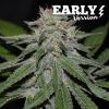 Foto Critical neville haze early version delicious