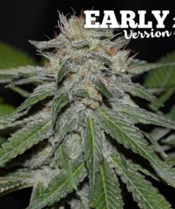 Foto Critical neville haze early version delicious