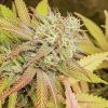 Foto Critical orange punch dutch passion