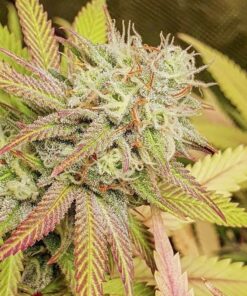 Foto Critical orange punch dutch passion