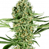 Foto Critical runtz 100% sensi seeds