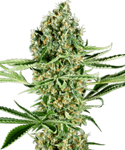 Foto Critical runtz 100% sensi seeds