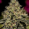 Foto Critical 47 positronics