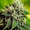 Foto Critical 47 auto positronics