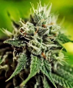 Foto Critical 47 auto positronics
