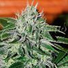 Foto Critical jack herer 100% delicious