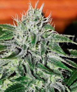 Foto Critical jack herer 100% delicious