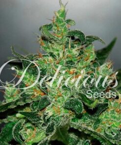 Foto Critical jack herer auto 100% delicious