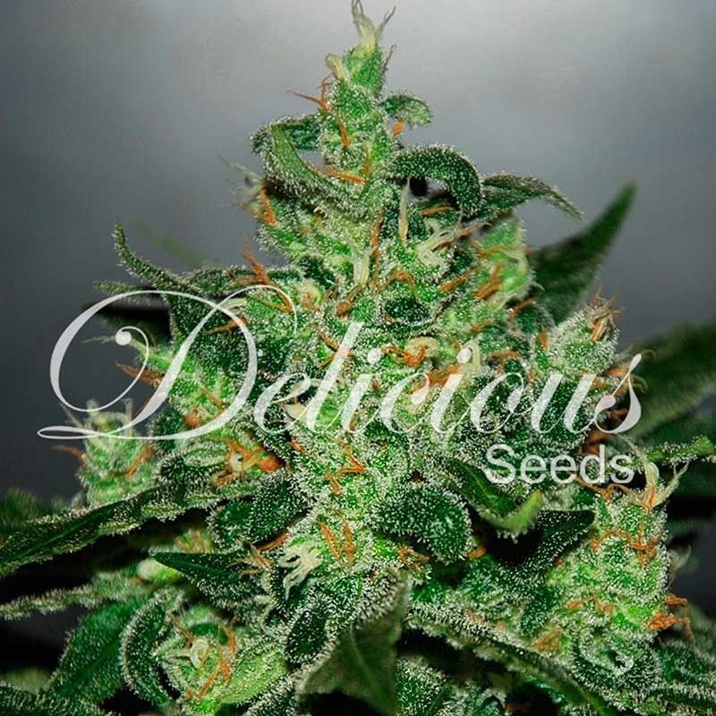 Critical jack herer auto 100% delicious Foto Critical jack herer auto 100% delicious