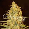Foto Critical sensi star 100% delicious