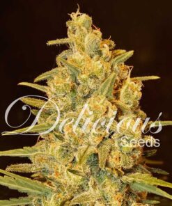 Foto Critical sensi star 100% delicious