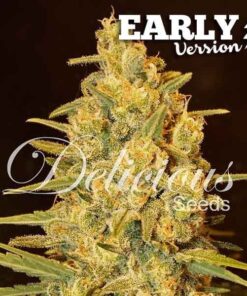 Foto Critical sensi star early version 100% delicious