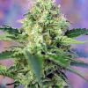Foto Crystal candy sweet seeds