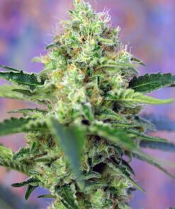 Foto Crystal candy sweet seeds