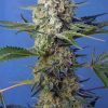 Foto Crystal candy f1 fast version sweet seeds